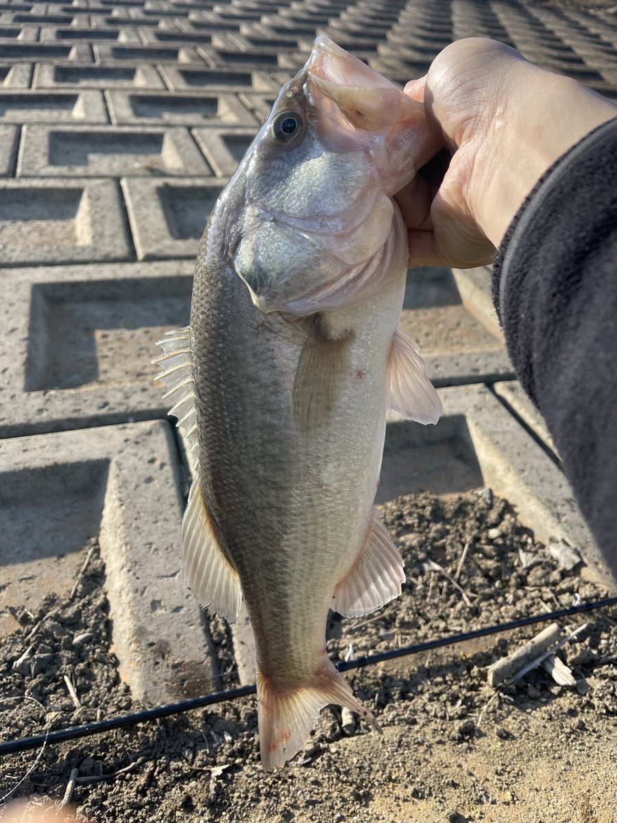 ⭐︎レイドジャパン　虎枠⭐︎ 激レア/虎】Santa Cruz Tシャツ 両面 スケートT ヴィンテージ