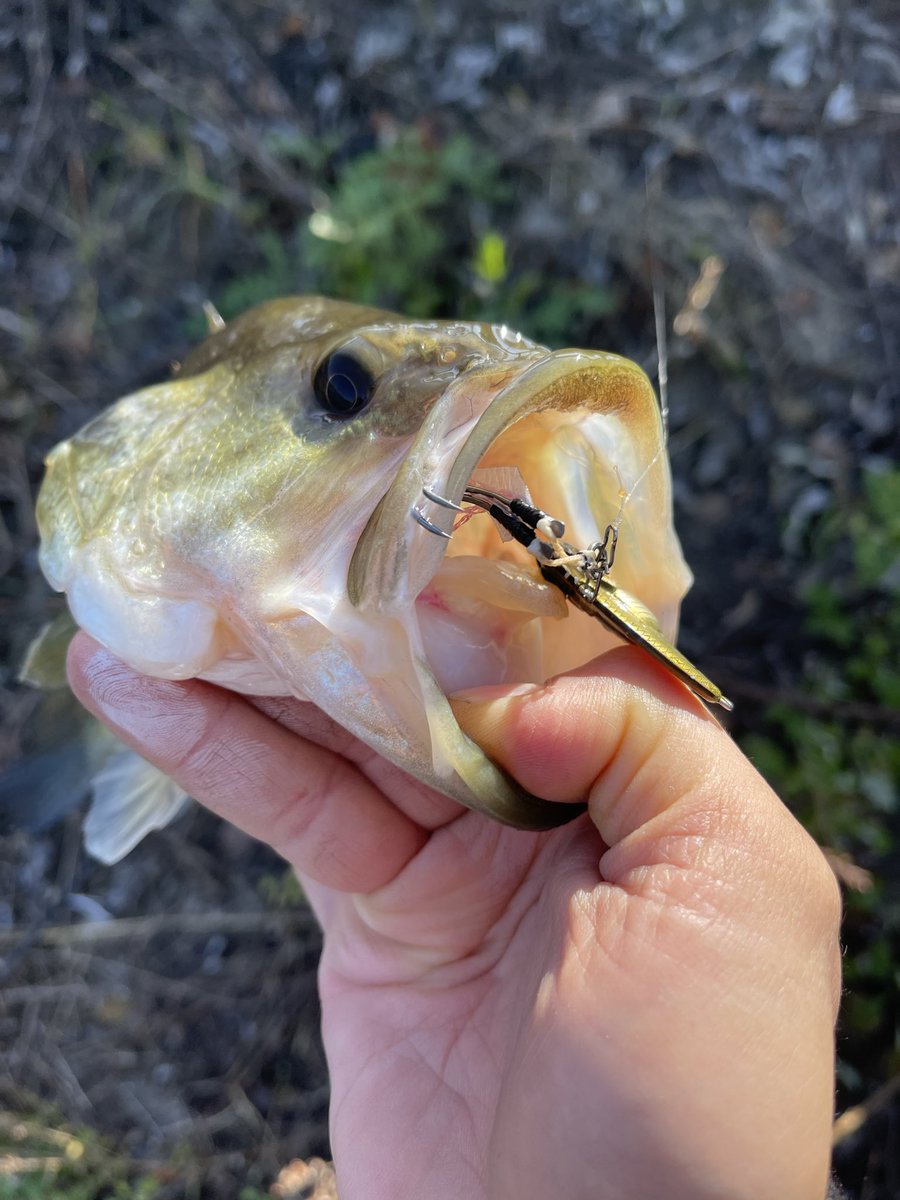 ⭐︎レイドジャパン　虎枠⭐︎ raidjapan