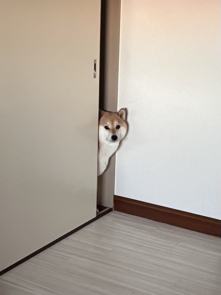 芝犬です。 イタズラ盛りだった生後2カ月の柴犬子犬が、約7年後には飼い主の言葉を