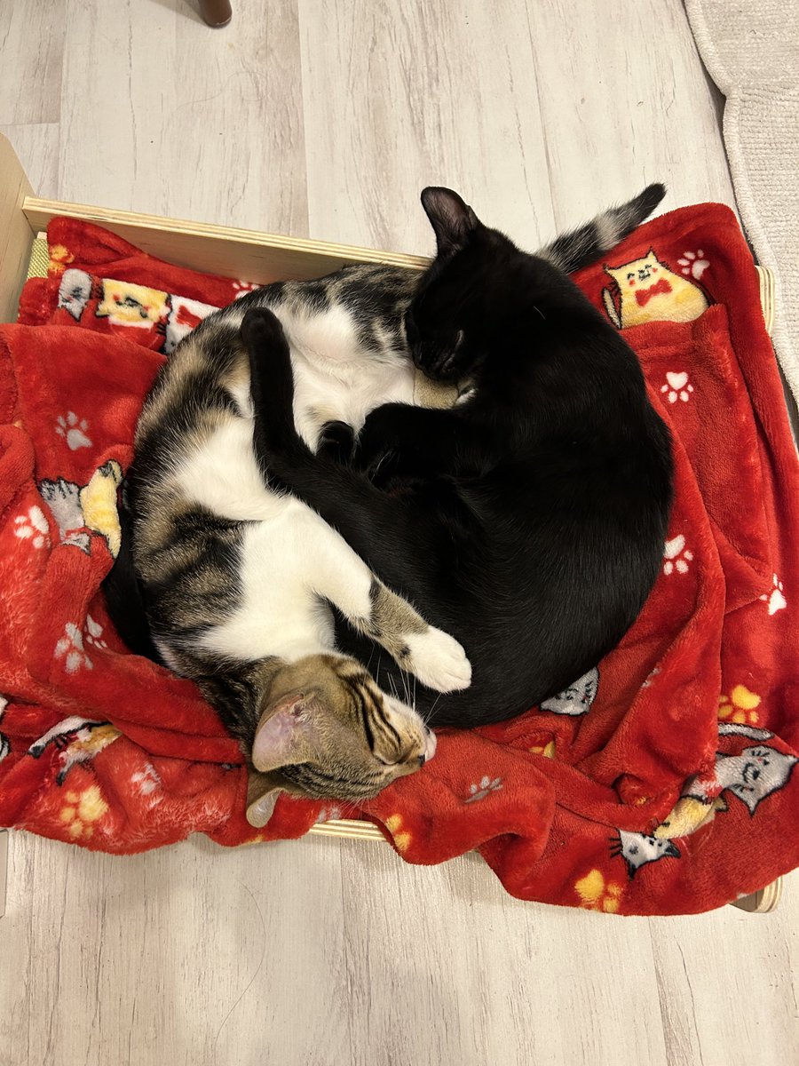 Gerçek 1 yin yang onlar