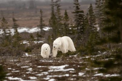 canadacvp's tweet photo. A quiet moment in the Arctic... wishing you a very Merry Christmas! ❄️🎄🤍
Churchill, Manitoba, Canada
#Churchill #Manitoba #Canada #PolarBears #ArcticMagic #MerryChristmas #NatureLovers #WildlifePhotography #ExploreCanada #HolidaySeason #TravelInspo https://t.co/lVDjmCMqdF