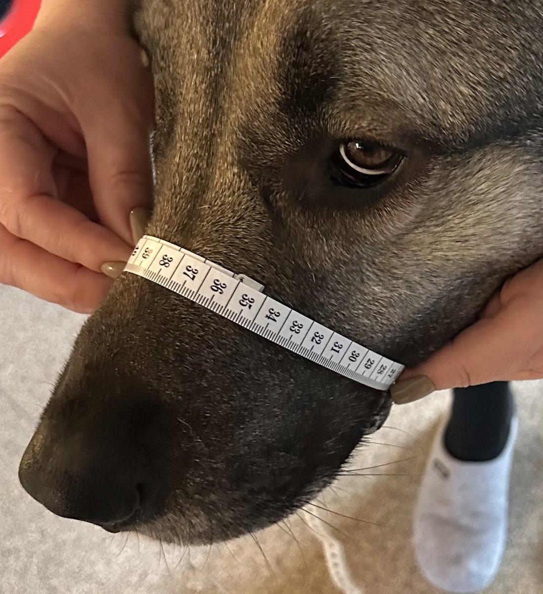 Jetzt misst die mir auch noch den Schnabel aus. Was soll das denn nun schon wieder? 🧐

Kommt gut in und durch den Tag!