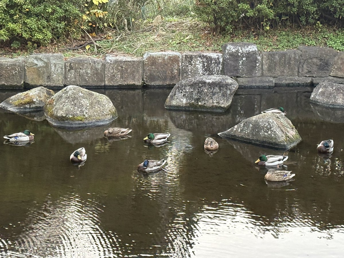 じゃくりん tweet media