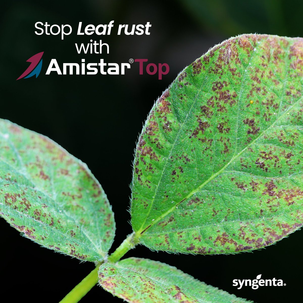 Soybean rust and leaf diseases can spread, reducing photosynthesis and weakening your crop.​

Amistar Top provides broad-spectrum, systemic control, stopping rust and other key leaf diseases early so your soya grows healthier and achieves its yield potential.​

#AmistarTop