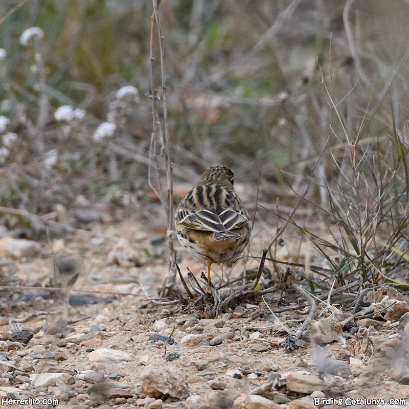 El #retodelherrerillo de esta mañana.
¿Sabríais decir de qué especie se trata?