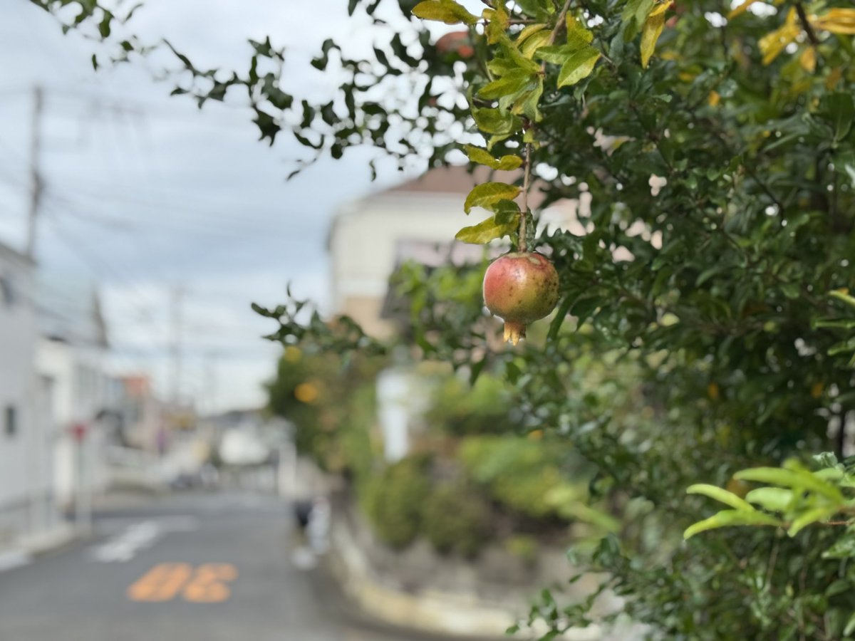一月前の柘榴 #柘榴