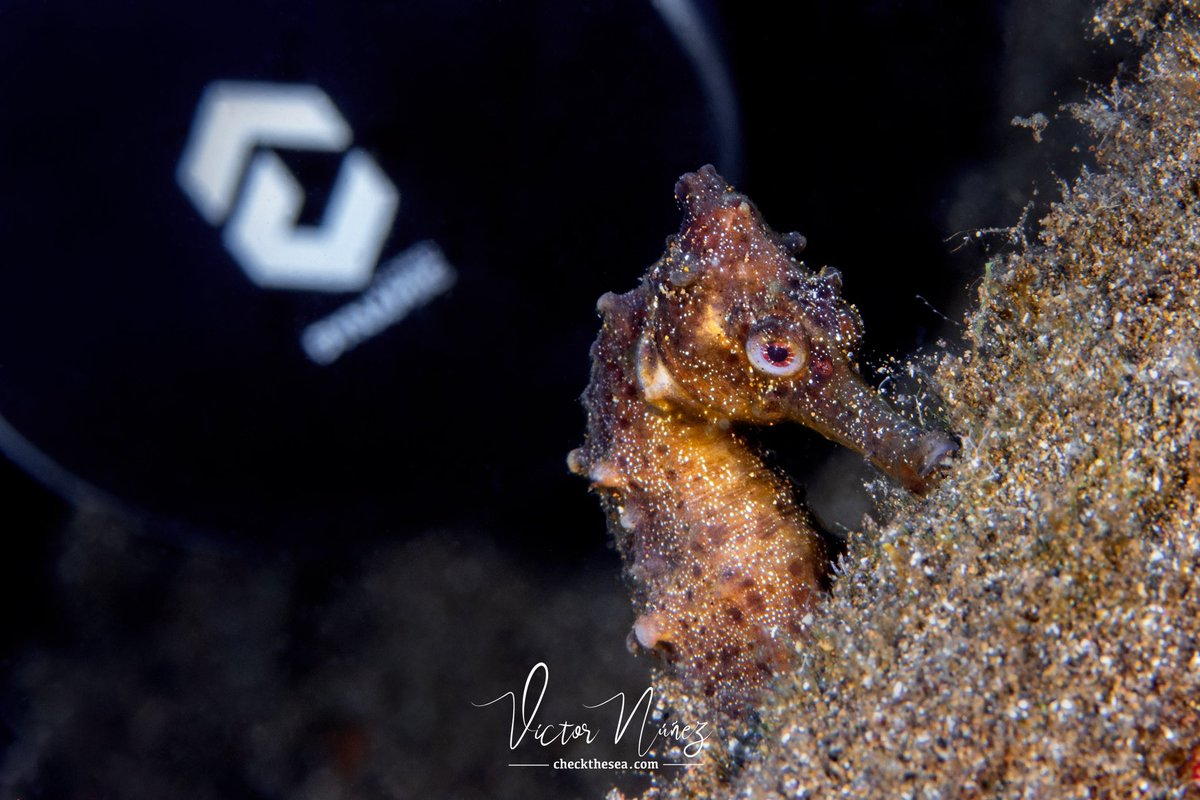 Check the Sea tweet media