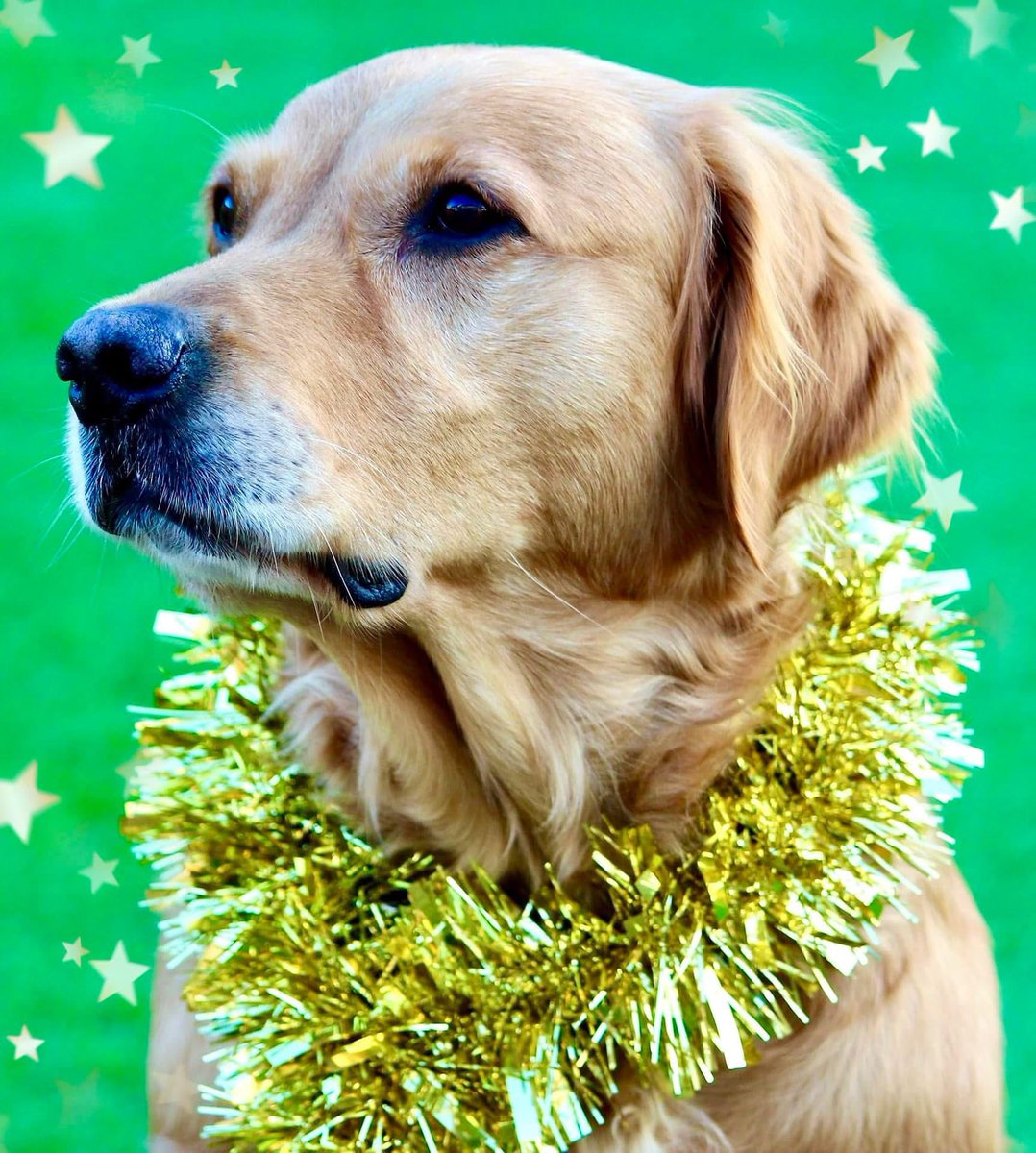 LogieTheDogie tweet media