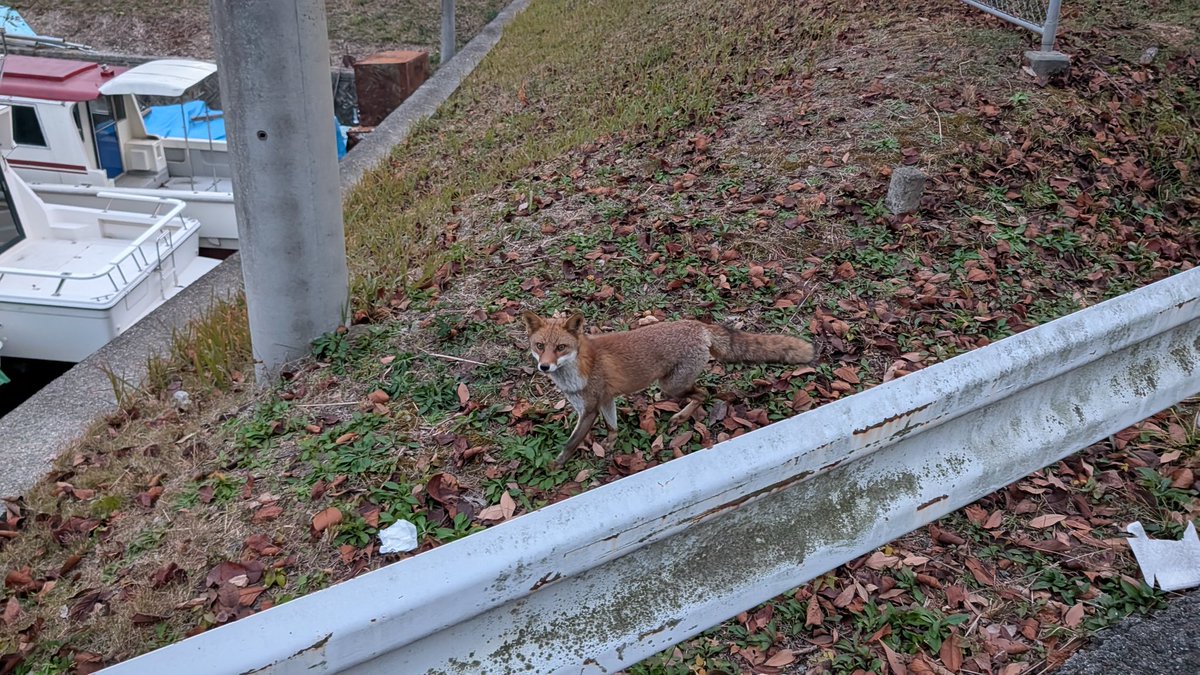 安心してください、私は犬です！」