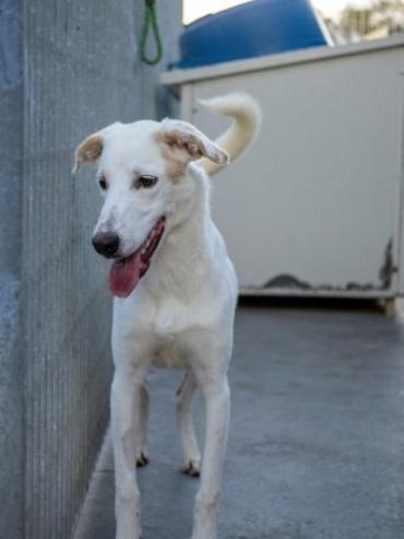 Marilia - ein Clown braucht Zeit (Hund): [Hund: Mischling, 7 Monate]
Kurz nach ihrer Geburt kam Marilia zusammen mit ihren Geschwistern im Partnertierheim der L.I.D.A. auf Sardinien an ein Ort, der zwar Schutz bietet, aber kein Zuhause ist. Ein Ort, an… dlvr.it/TPklYY