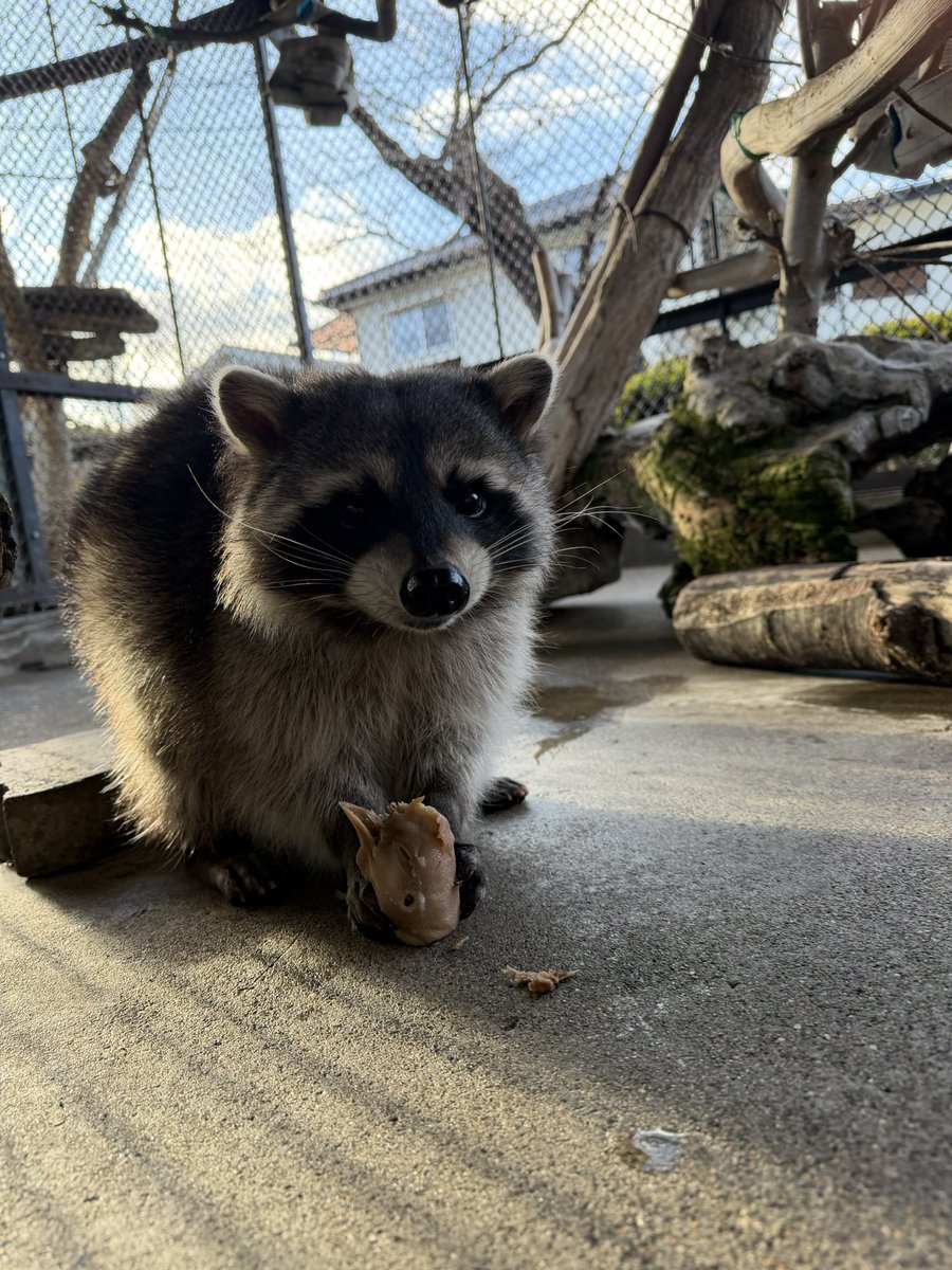 あらいぐママ⭐︎ Amazon.co.jp: マジックザギャザリング BLB JP 0148 アライグマの結集