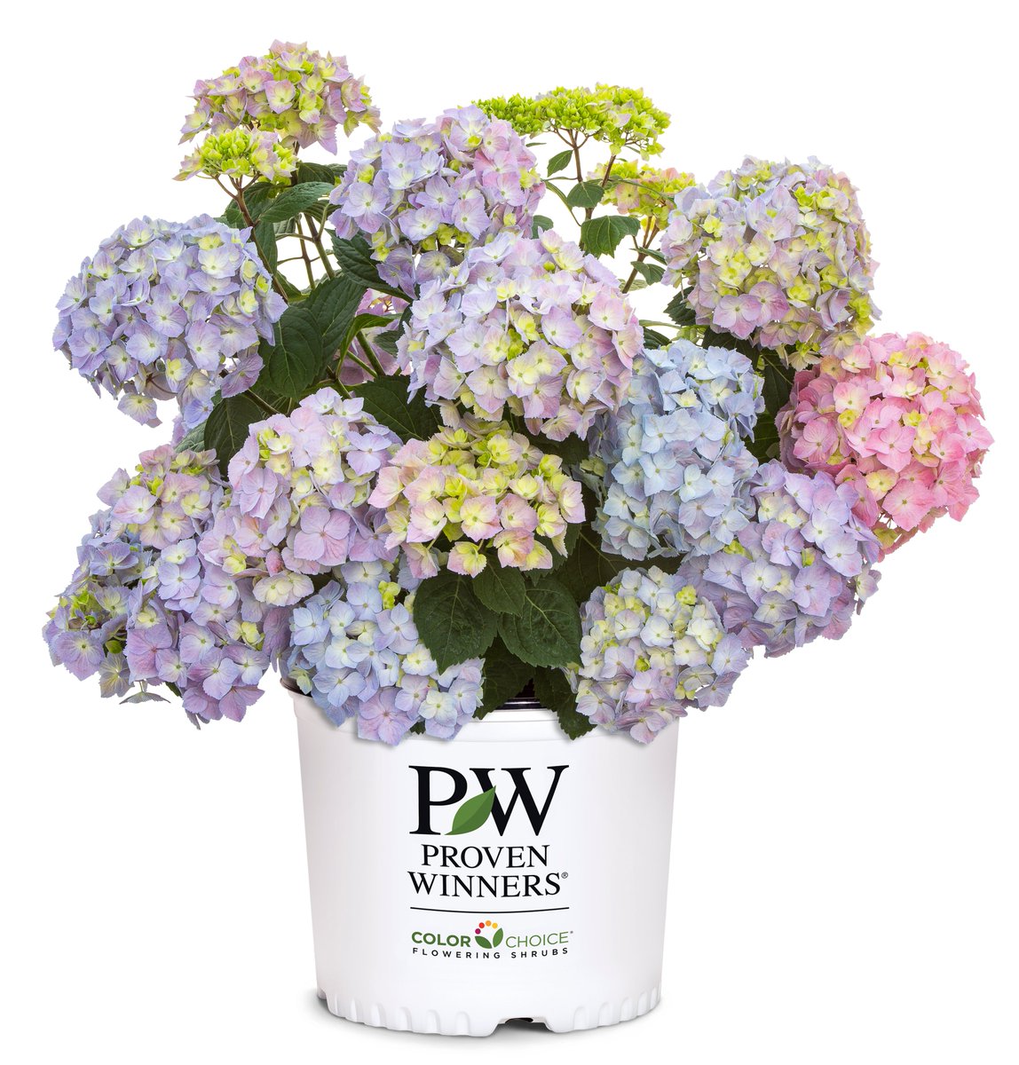 タネのタキイ通販🍅（公式） (@shoptakii) / Posts / X