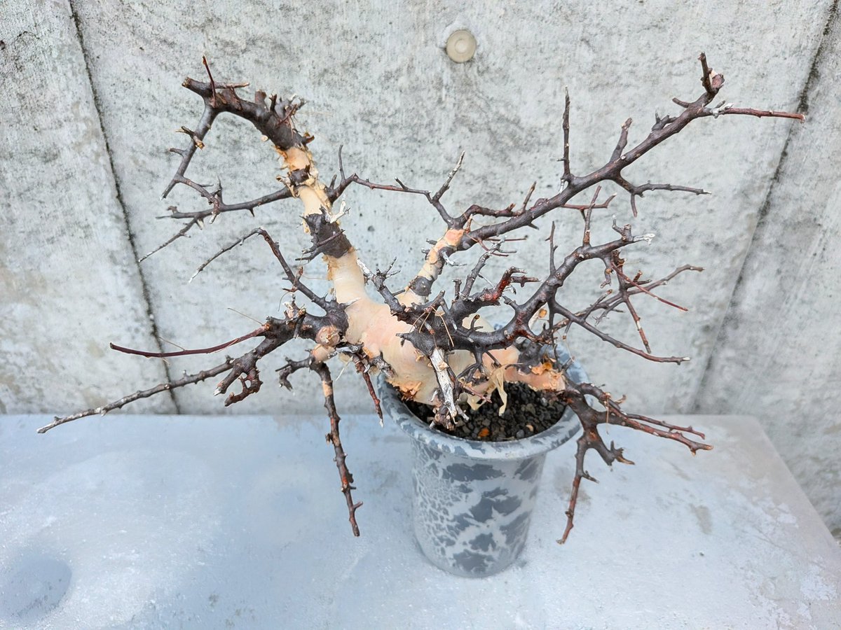 drybizarre's tweet photo. Commiphora kataf Somalia　

今年、発根させたピュア カタフも完全に休眠したのでブロワーで葉を一掃した

落葉して白黒のコントラストがより際立つ今の時期の方が見どころだと思う🙂

#コミフォラ
#Commiphora
#灌木 https://t.co/fm0LXXC0NI