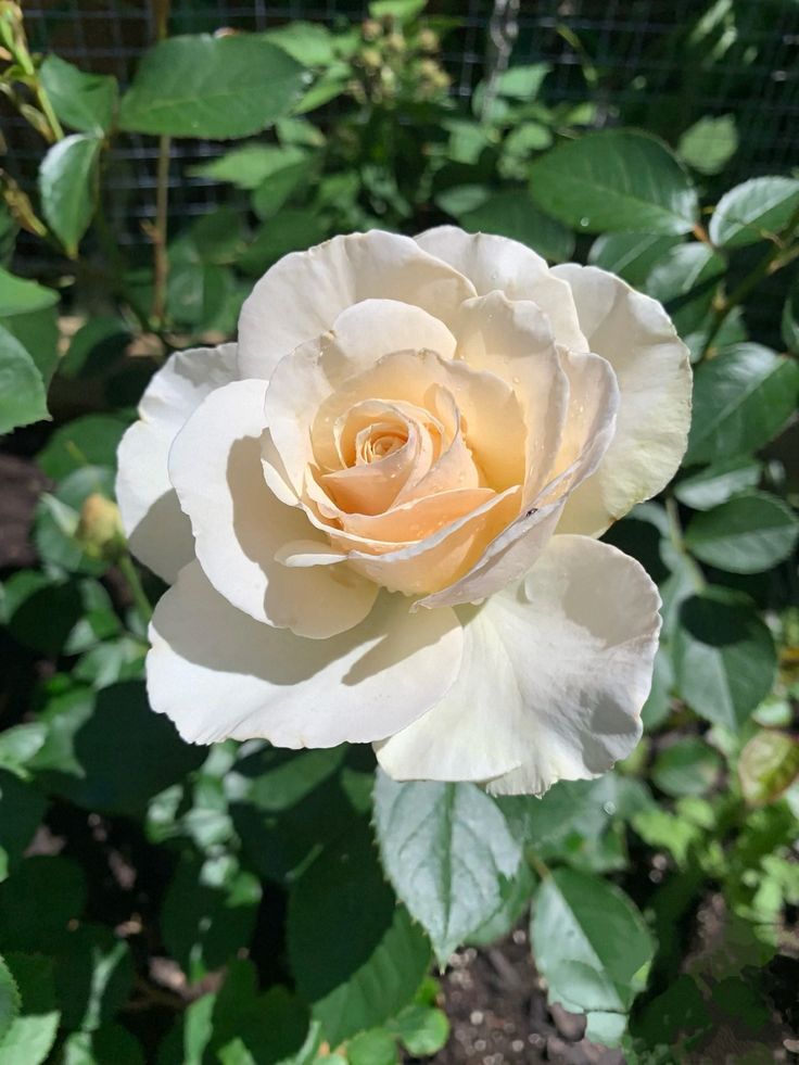 Vanessa Natali (@_natalifranco_) on Twitter photo 