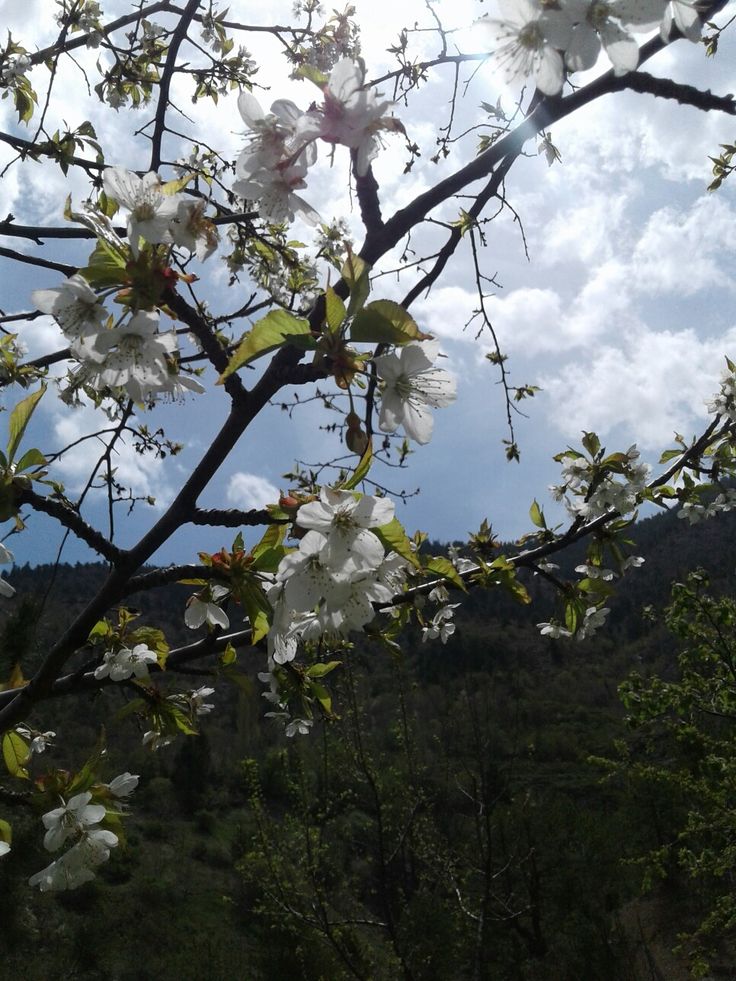 Vanessa Natali (@_natalifranco_) on Twitter photo 