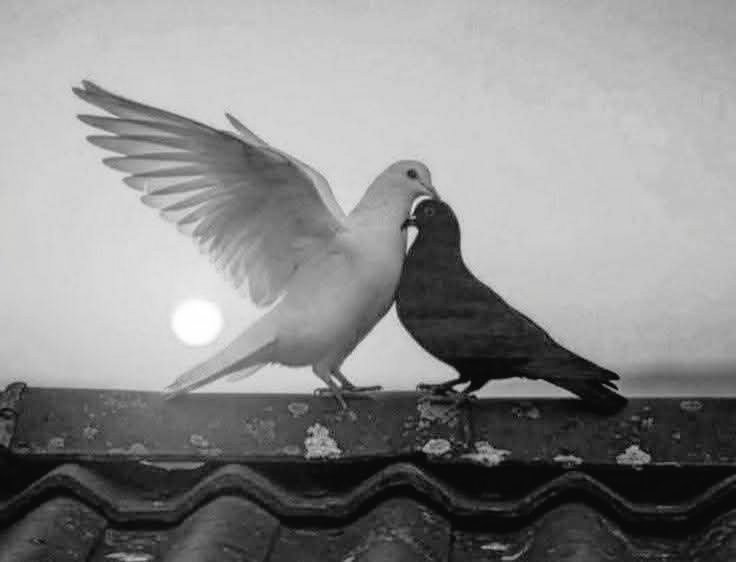 myself573's tweet image. میں نے کچھ رشتے صرف اس لیے چھوڑ دیے…  کہ جب دل بوجھل ہوا، وہ مصروف نکلے!