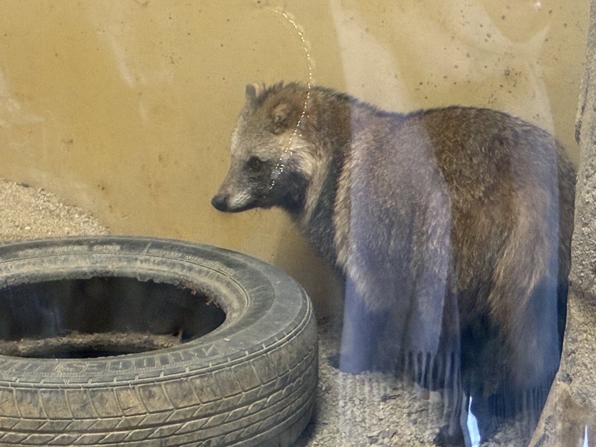 久しぶりに見たタヌキ #こうぜい #ホンドタヌキ #東山動植物園