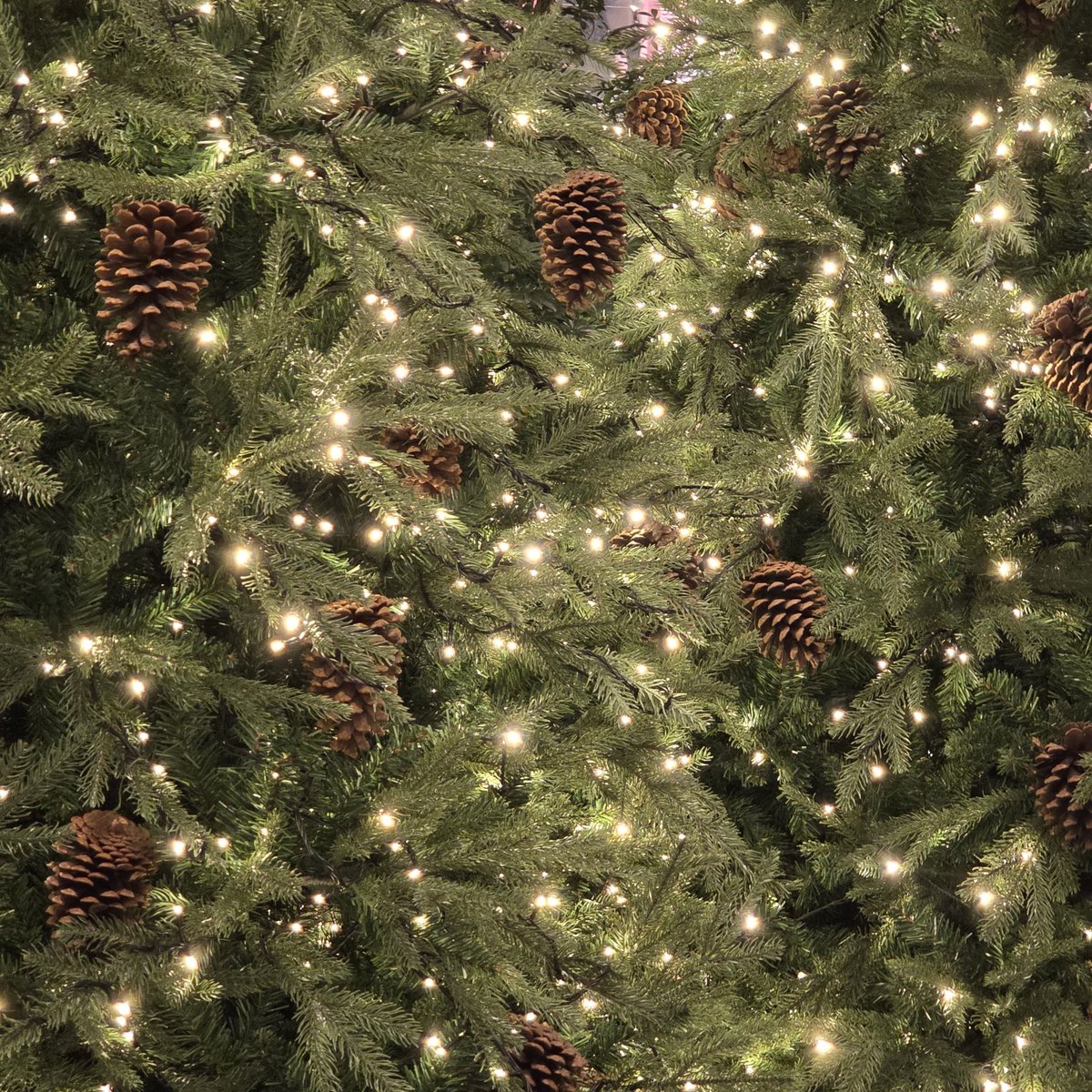 bbu ໒꒱ tweet media