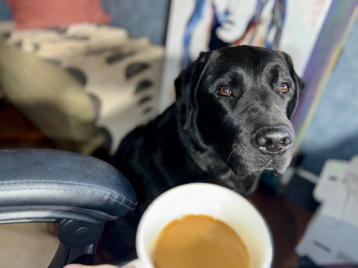 Sampson the Service Dog tweet media