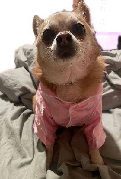 LOST DOG
Location: Atwells Ave &amp; Manton Ave area
#Providence #RI 
Sassy, a small tan Chihuahua (6 years old, chubby build) missing since 12/7/25
She is wearing a silver Cuban-style collar
Call 401-314-329two
buff.ly/IdsIwpd 
#PVD #Rhodeisland #Lostdog