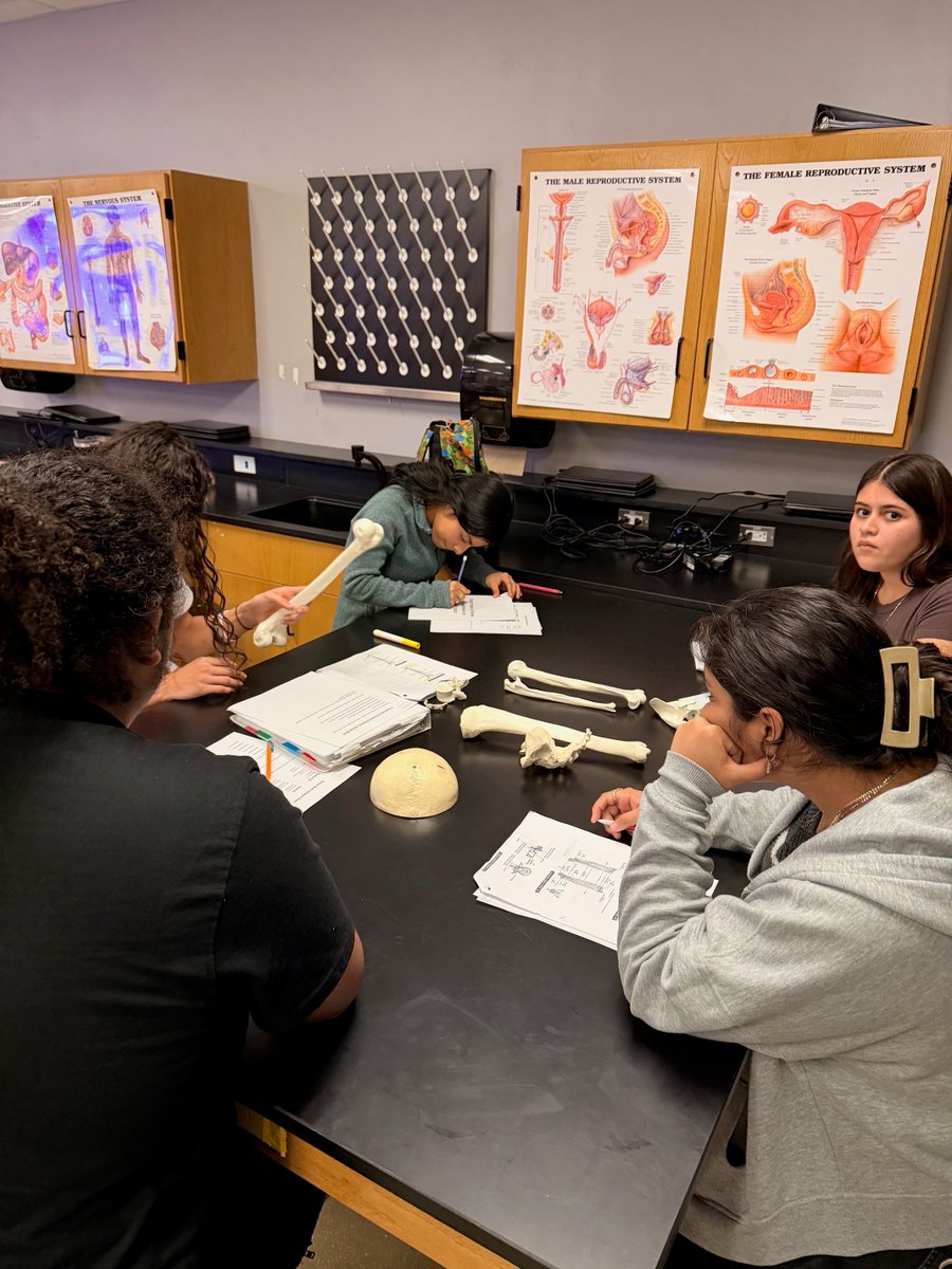 SMHS_SMCISD's tweet image. Students in Jack Davis’ CTE Health Science class are locked in and preparing for their bone practical, studying together, supporting each other, and strengthening their real-world anatomy skills. 

#RattlerPride #CTE #HealthScience #LearningInAction #FutureReady