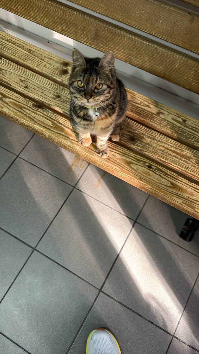 Veterinerin cüce kedisi Suzi.