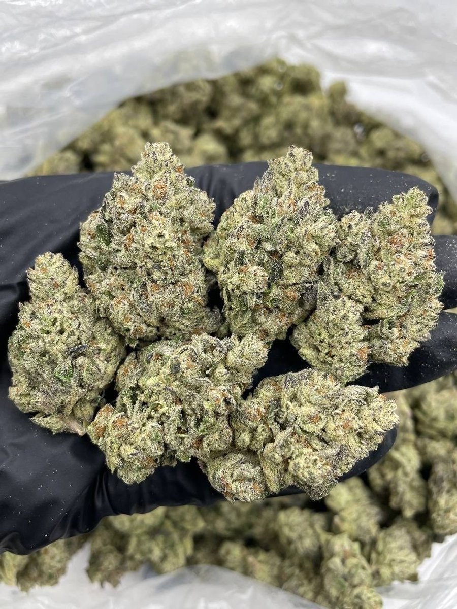 sharkygear's tweet image. NC WE ACTIVE &amp;amp; LOADED 💨❄️🔥
Got the GAS ⛽, the SNOW ☃️, and EVERYTHING you need — same-day drops movin’ CRAZY!
Active statewide:
Charlotte • Raleigh • Greensboro • Durham • Winston-Salem • Fayetteville • Wilmington &amp;amp; surrounding
#NCPlug #CharlotteWeed #704Plug #919Weed