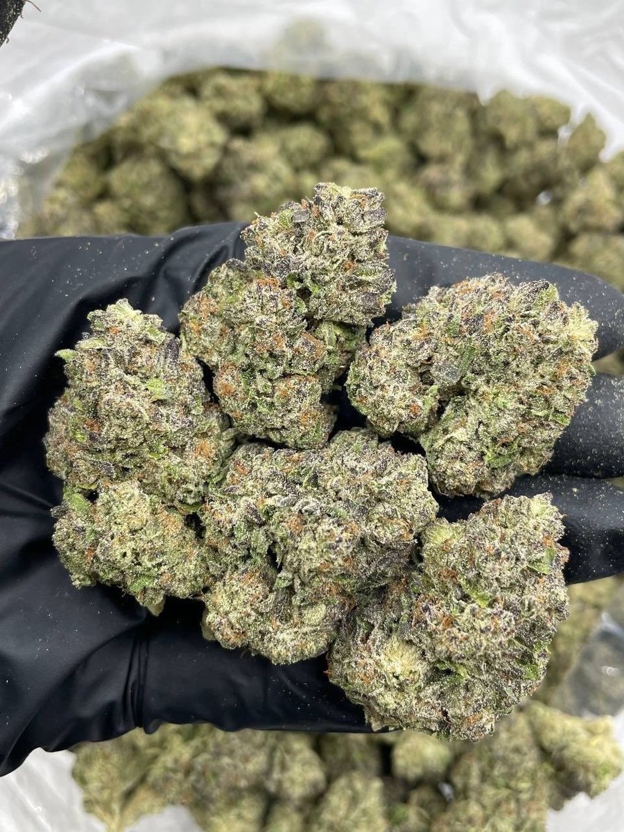 sharkygear's tweet image. NC WE ACTIVE &amp;amp; LOADED 💨❄️🔥
Got the GAS ⛽, the SNOW ☃️, and EVERYTHING you need — same-day drops movin’ CRAZY!
Active statewide:
Charlotte • Raleigh • Greensboro • Durham • Winston-Salem • Fayetteville • Wilmington &amp;amp; surrounding
#NCPlug #CharlotteWeed #704Plug #919Weed