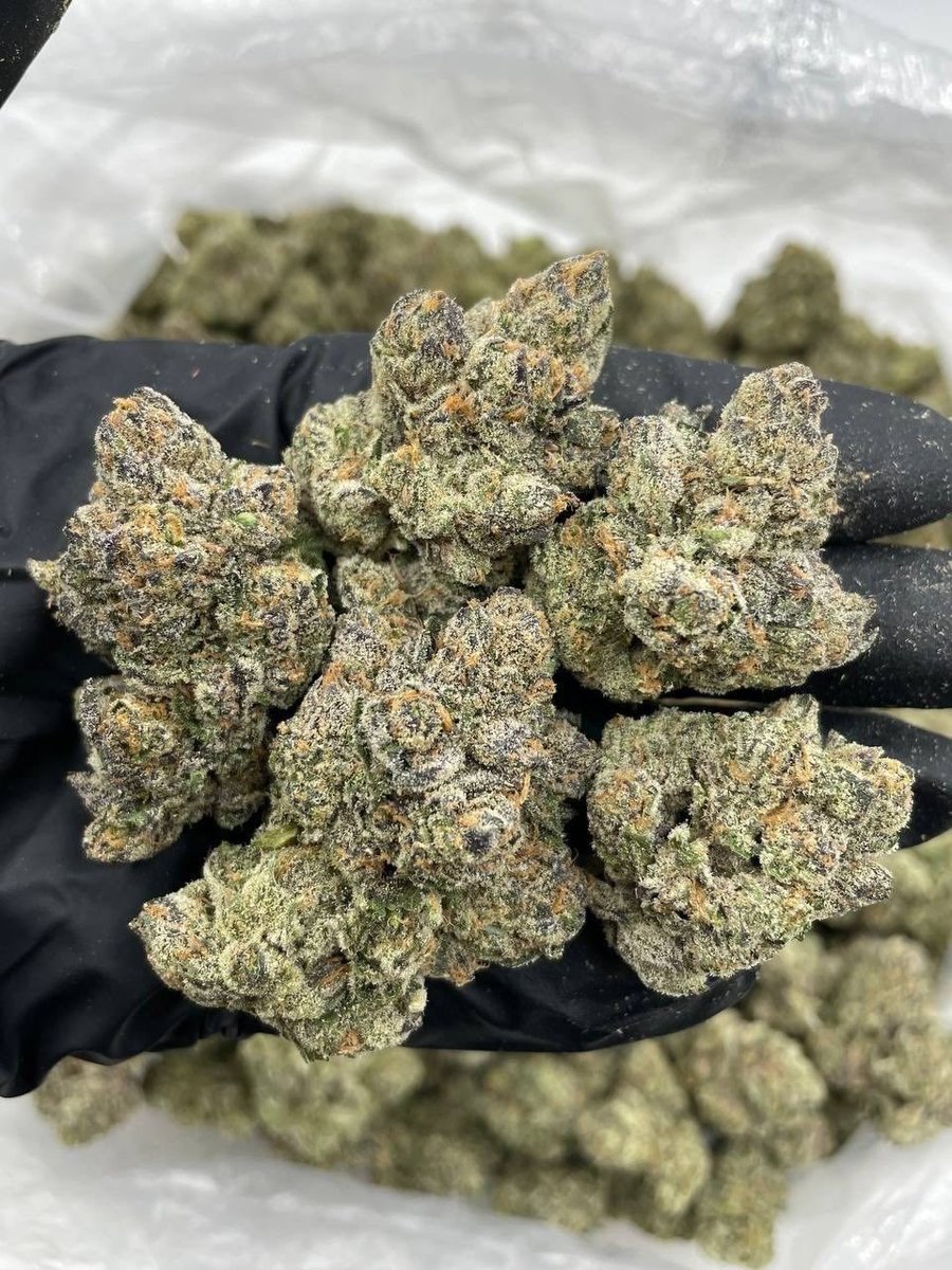 sharkygear's tweet image. NC WE ACTIVE &amp;amp; LOADED 💨❄️🔥
Got the GAS ⛽, the SNOW ☃️, and EVERYTHING you need — same-day drops movin’ CRAZY!
Active statewide:
Charlotte • Raleigh • Greensboro • Durham • Winston-Salem • Fayetteville • Wilmington &amp;amp; surrounding
#NCPlug #CharlotteWeed #704Plug #919Weed