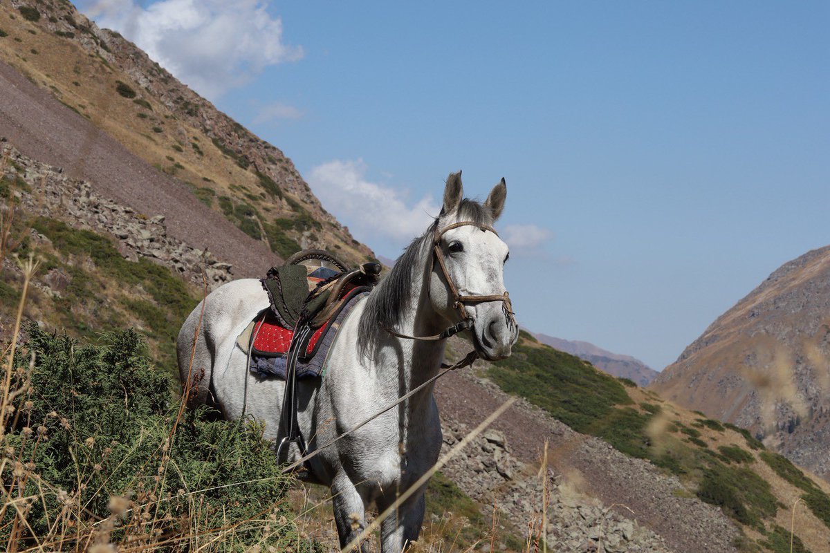 twinstrust2013's tweet photo. 【キルギス渡航】
翌日ようやく晴れて午後に馬が到着🐎🐎🐎！
と思いきや、予定の半分の馬たちだけが到着…。
ひとまず数人でカメラトラップに行きました。
途中でアイベックスの群れやユキヒョウのものらしき糞も発見💩✨ https://t.co/WgQuD1jLx2