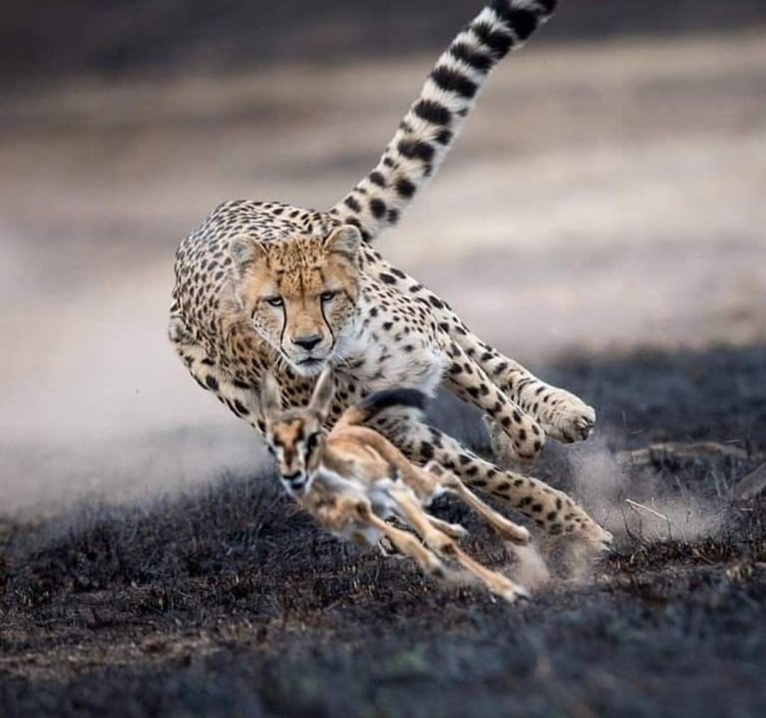 Yanlış yolda yürümek'te ısrar eden, avcı'nın menziline girer...
Kırmızı çizgiler geçildiğinde, artık son sözü avcı söyler.!