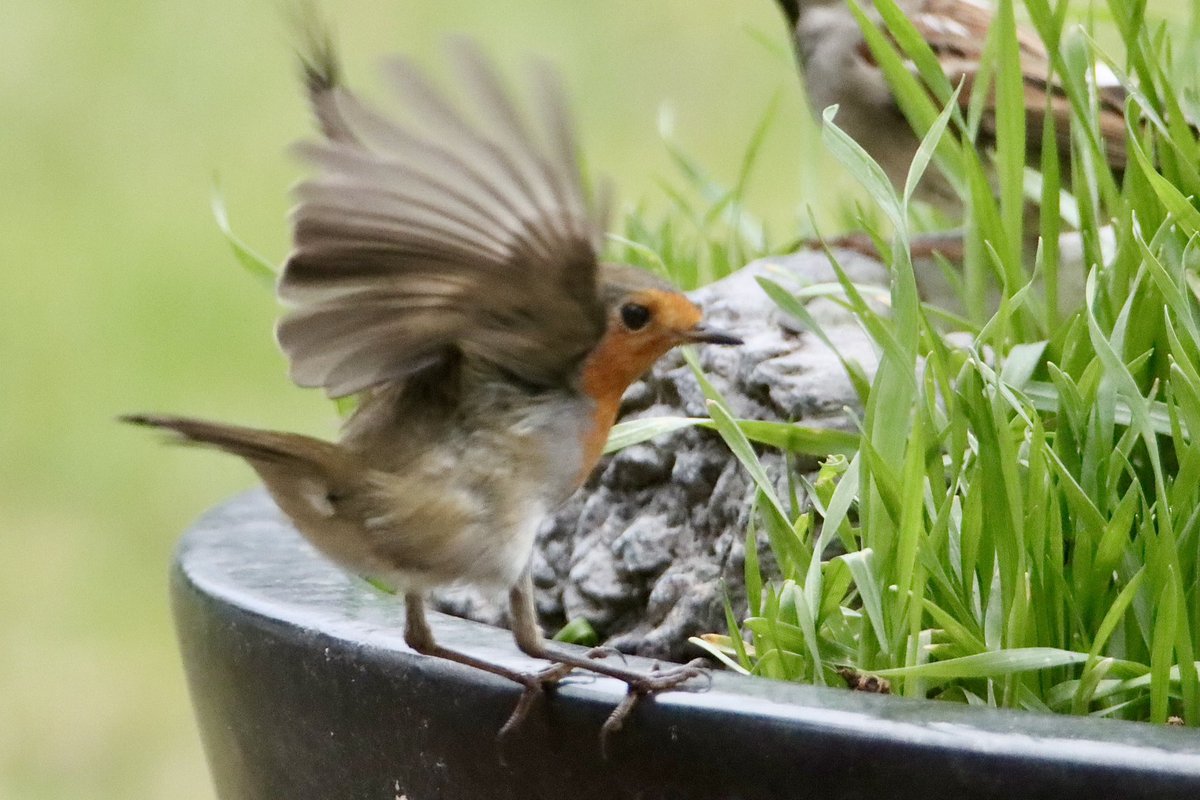 Hab dich 🤗 #Rotkehlchen … heute mal wie zu Besuch 📸 #Gartenvögel