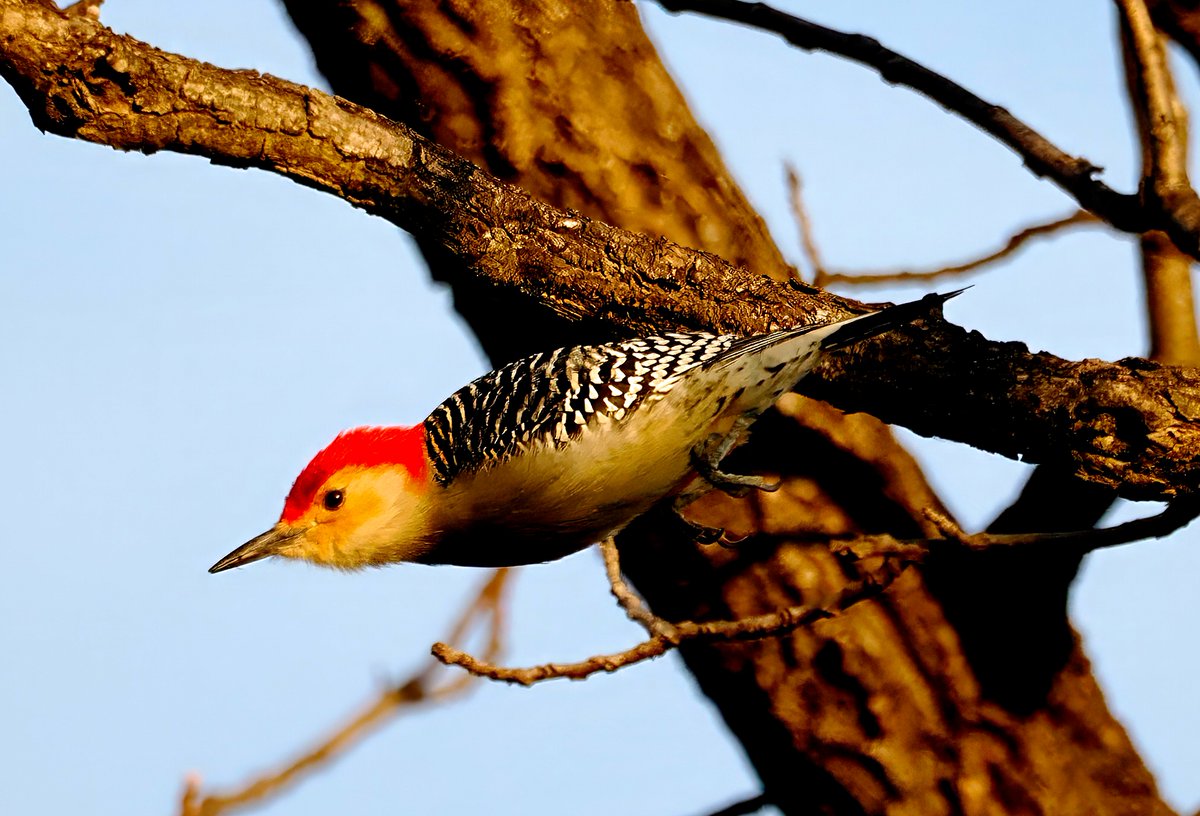 A Red-bellied Woodpecker turned into an avian missile in the early morning light. Such images are next to impossible to see with the naked eye, but are actually quite common behavior as birds seek to gather speed. 🚀🚀🚀 #Woodpecker #CentralPark #birdcpp