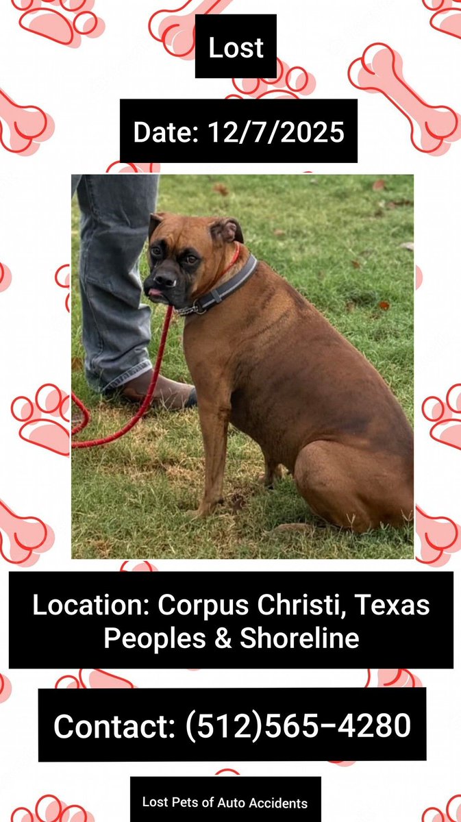 Missing Dog Alert 12/7/25
OP: "We’re searching for our Lexi! My brother was hit by a car while walking her is now in the hospital &amp; Lexi ran off"
Area: Peoples &amp; Shoreline
#CorpusChristi #TX 
Please call/text 512-565-4280 w any sightings 
buff.ly/zHyzdQo #Texas #Lostdog