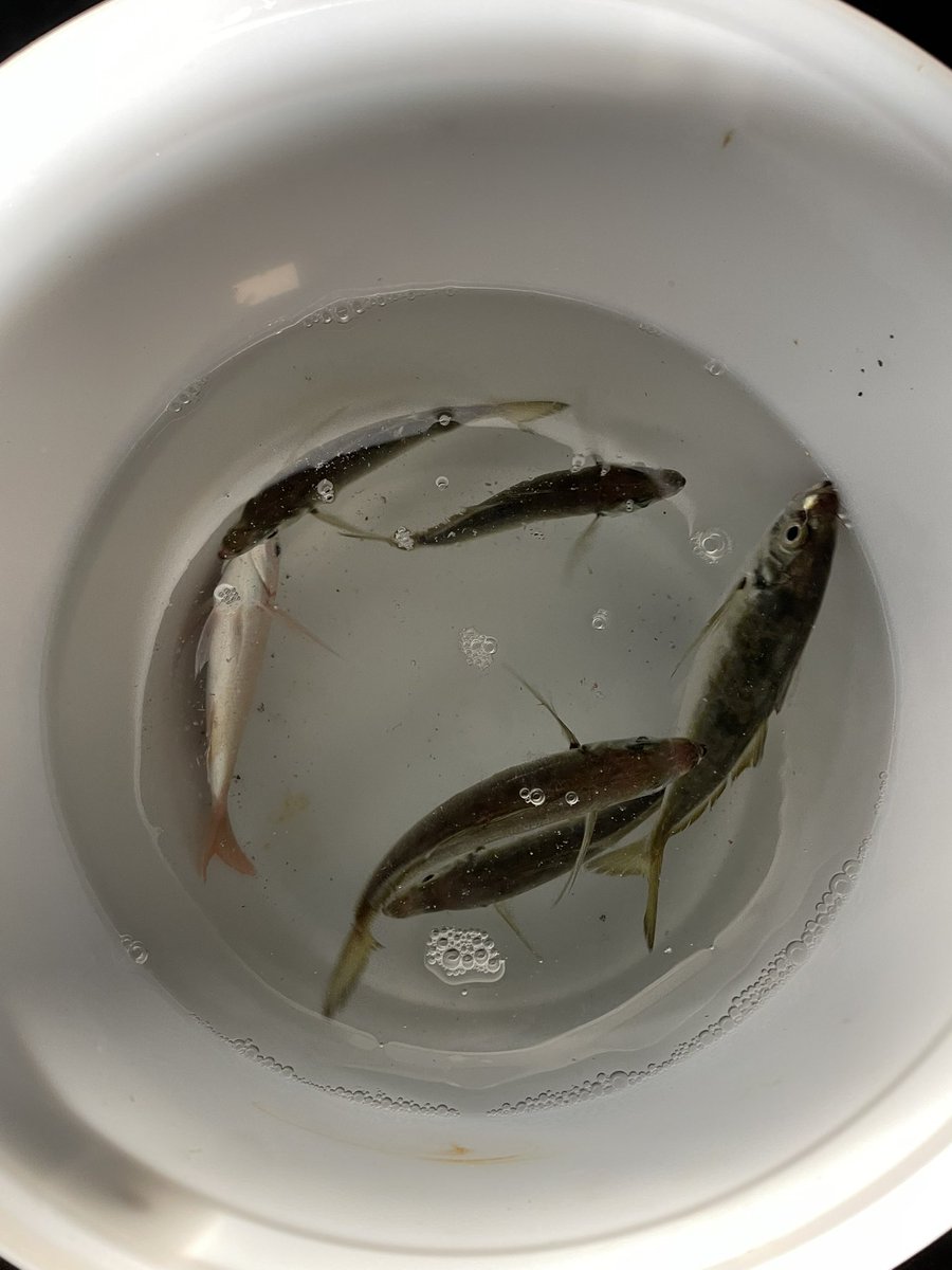 アジも20cmぐらいになってきたしこっちの方でもいい感じの大きさが釣れるようになってきた