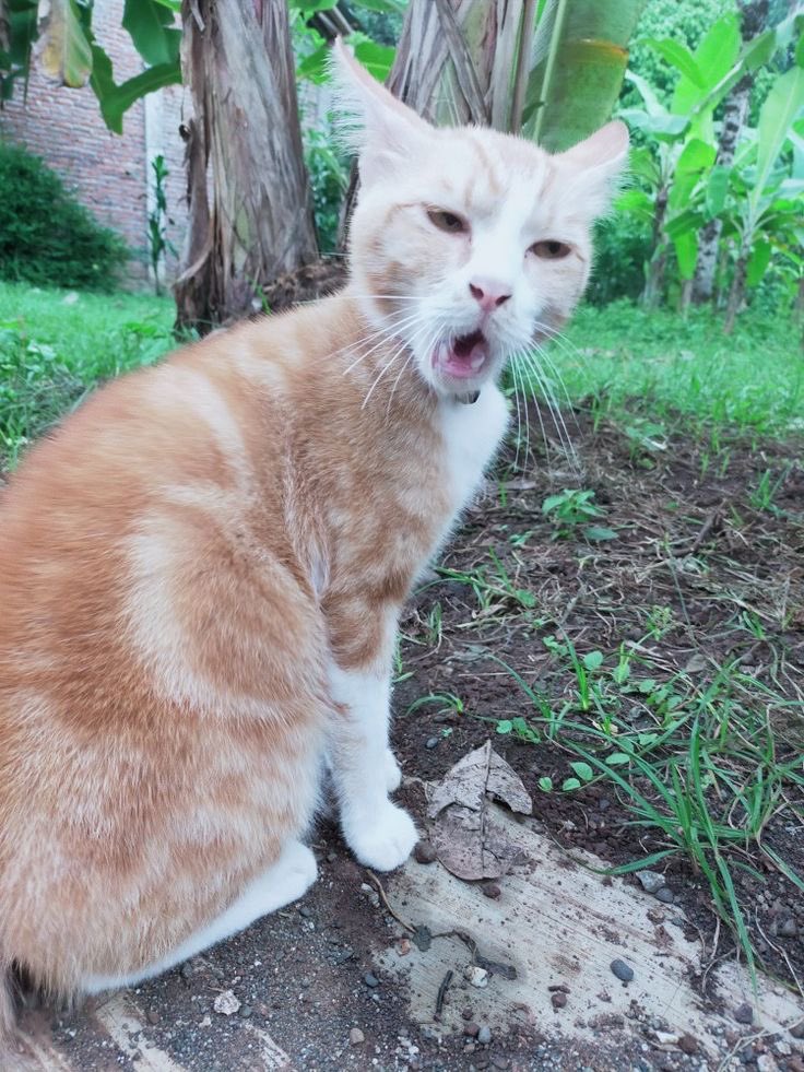 ‎BULAN. tweet media