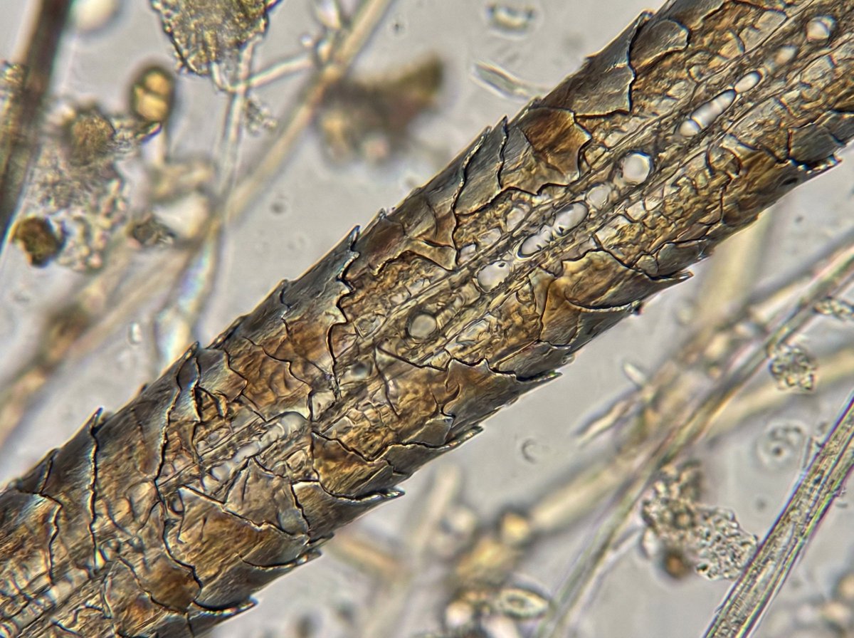 Nano Banana Pro 提示

想象一下透过显微镜观察某个物体；在脑海中描绘出它的样子，并创作出一幅超逼真、清晰的图像。图像中不需要包含显微镜的任何部件，只需要观察物体本身。

狗毛，苍蝇眼，刀刃。