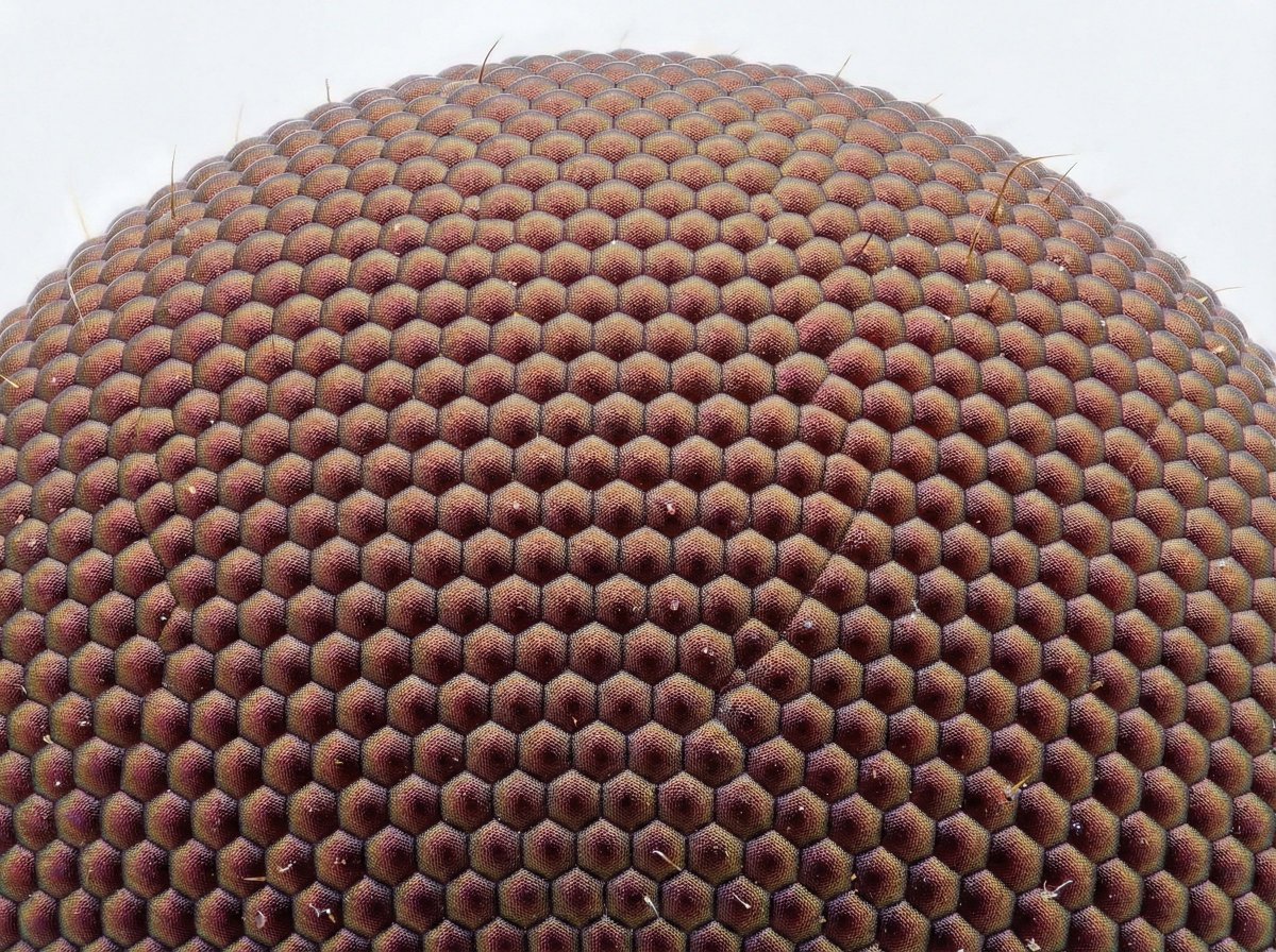 Nano Banana Pro 提示

想象一下透过显微镜观察某个物体；在脑海中描绘出它的样子，并创作出一幅超逼真、清晰的图像。图像中不需要包含显微镜的任何部件，只需要观察物体本身。

狗毛，苍蝇眼，刀刃。