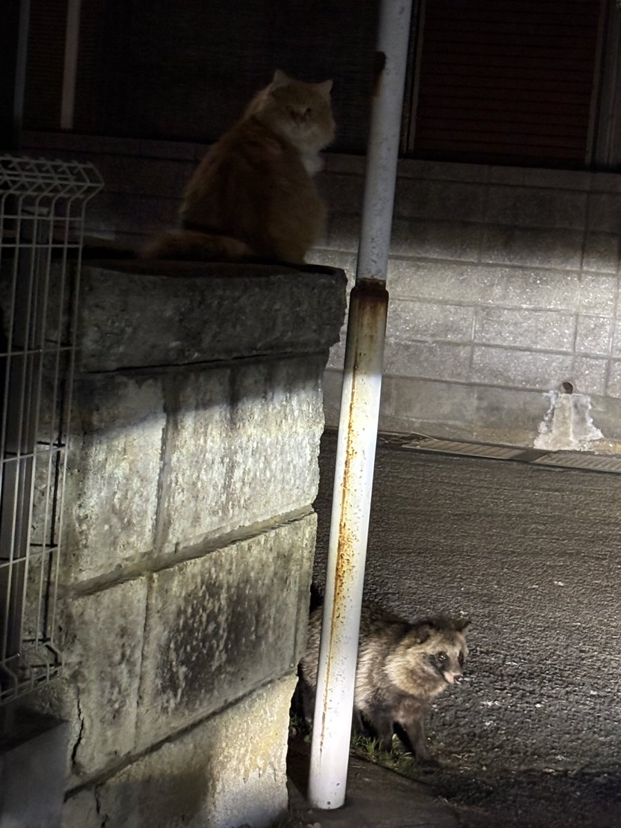 ドライブしてたらタヌキがいたよᐢ⓿ᴥ⓿ᐢ 猫ちゃんと仲がいいみたい