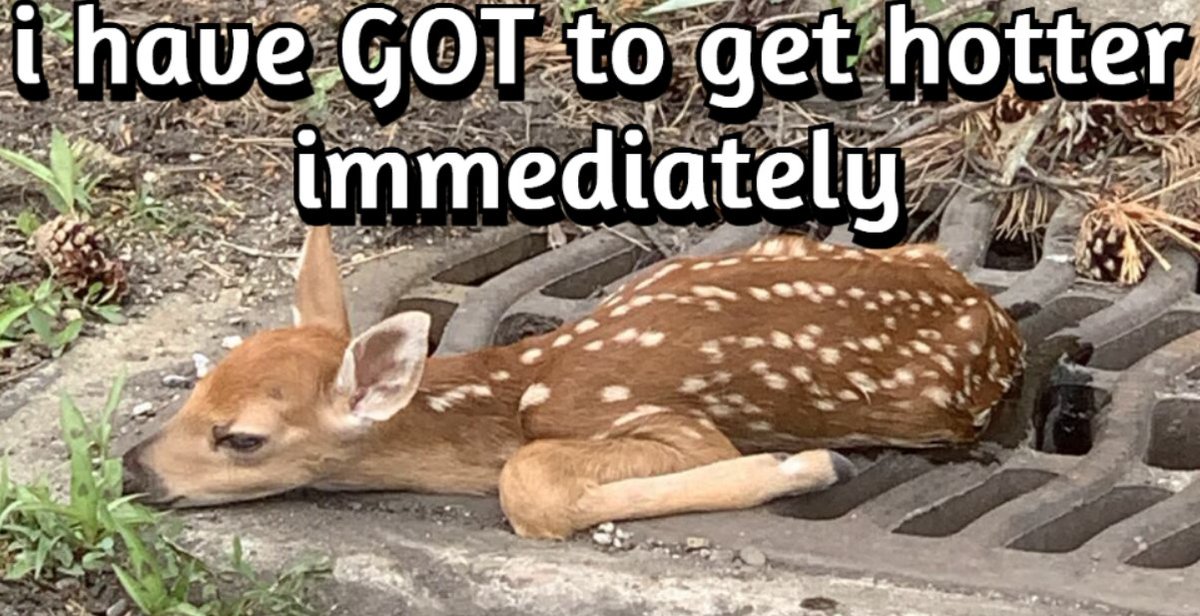 transgendeer (@ciervatonta) on Twitter photo 