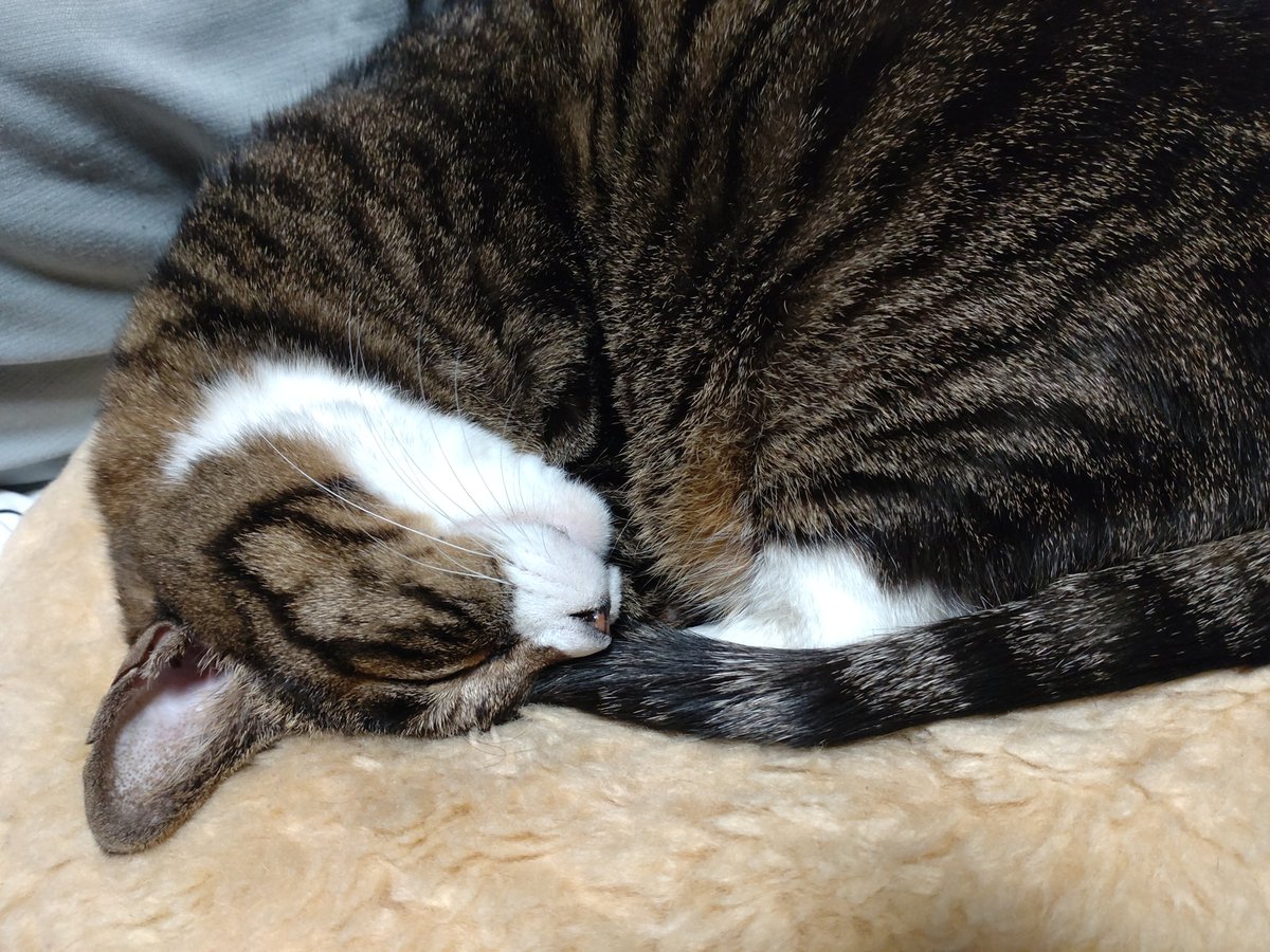 ちぴねこ ちぴネコ (@chipi25dec) / Posts / X