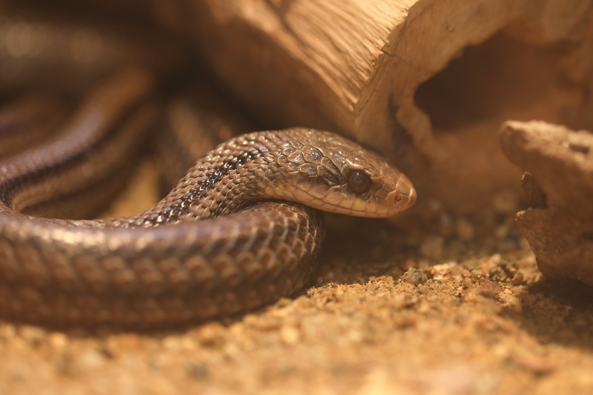 シマヘビのジダイ 12/7 #シマヘビ #京都市動物園