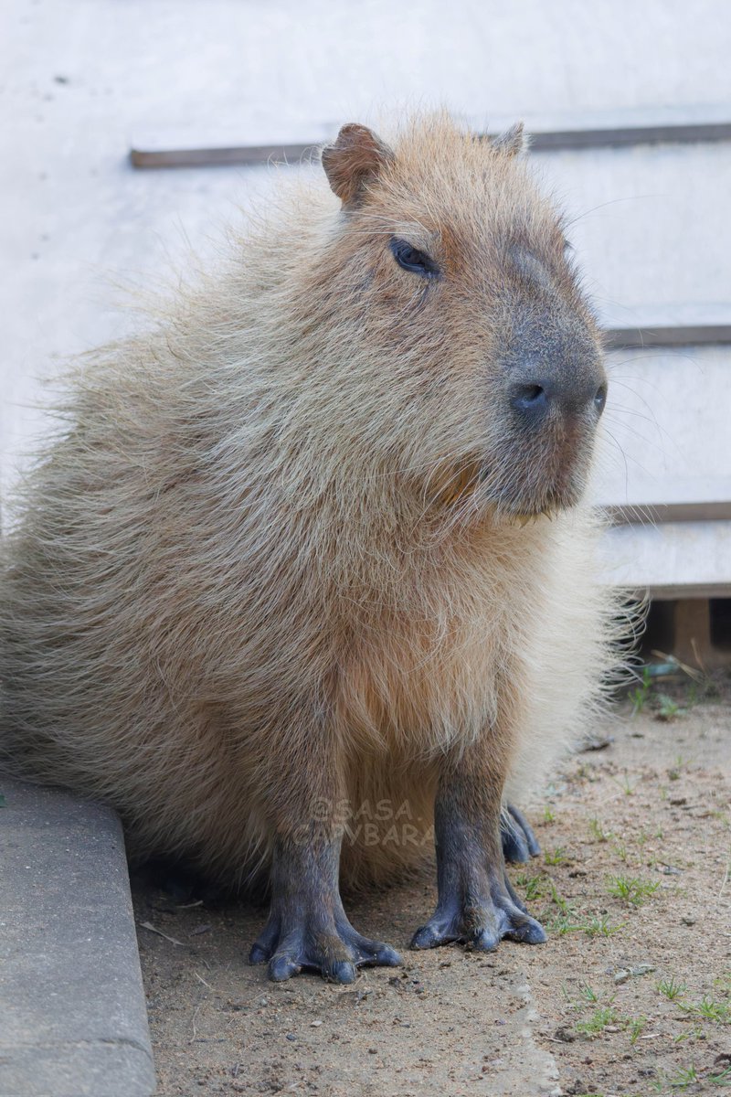 うさ＠カピバラだらけ (@usa0831) / Posts / X