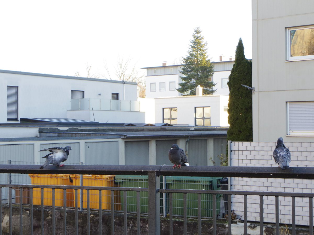 Test-Shots mit der Pentax Q10. Not the bestest camera, but cute.