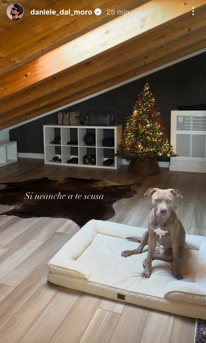 Jago è un modello 🤩 
Ma il nostro Grinch che ha fatto l'alberello anche in soffitta? #ddm