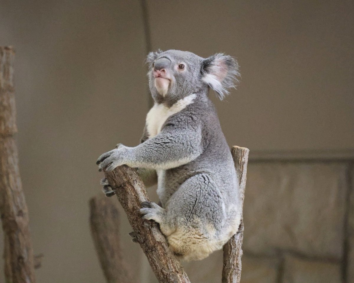 もにゃーー🐨🤩⭐️