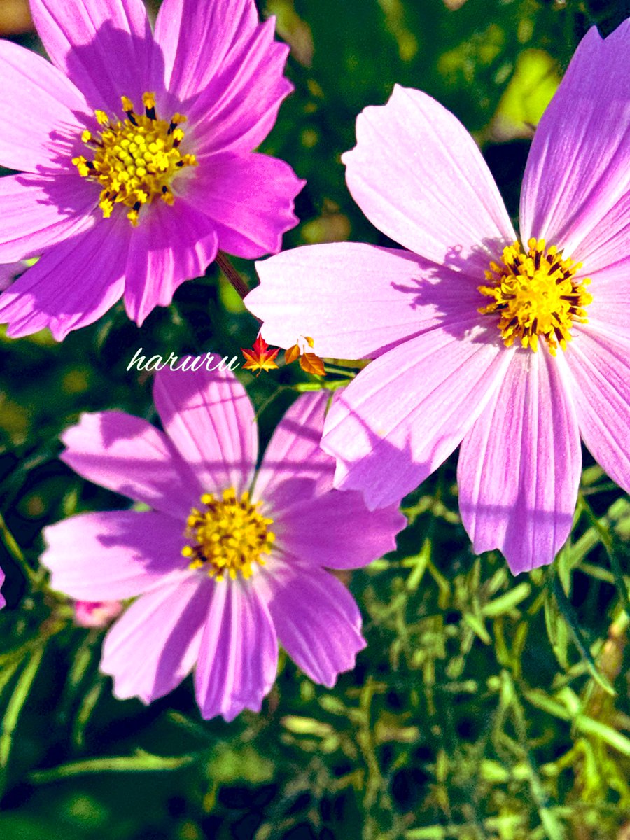 Mirac (@Miraxity) / Posts / X