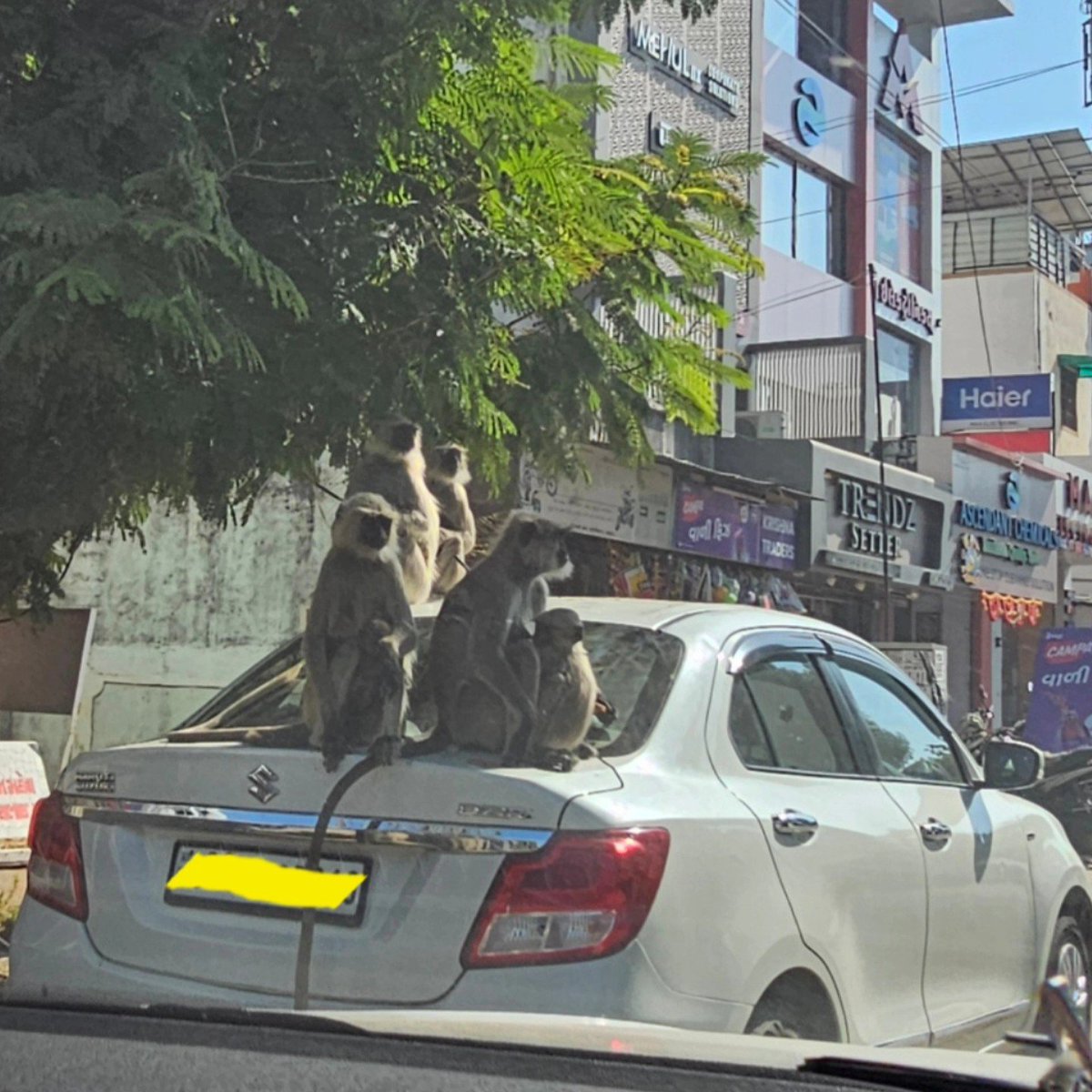 Ananth_IRAS's tweet image. Now this is truly a family car! 😃😛😂 #monkeys #cars