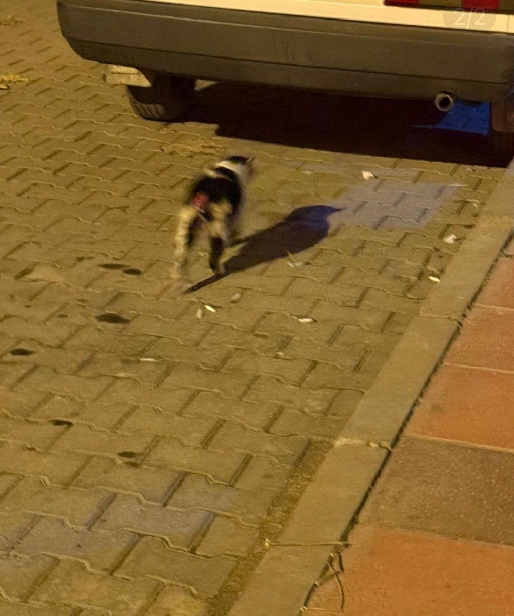 📣Kastamonu Taşköprü’de Kuyruklari Kesilen Kediler

Bu dilekçeyi göndererek ve dilekçe kampanyasını paylaşarak bana destek olur musun?🙏 

jointvoice.com/campaign/553/