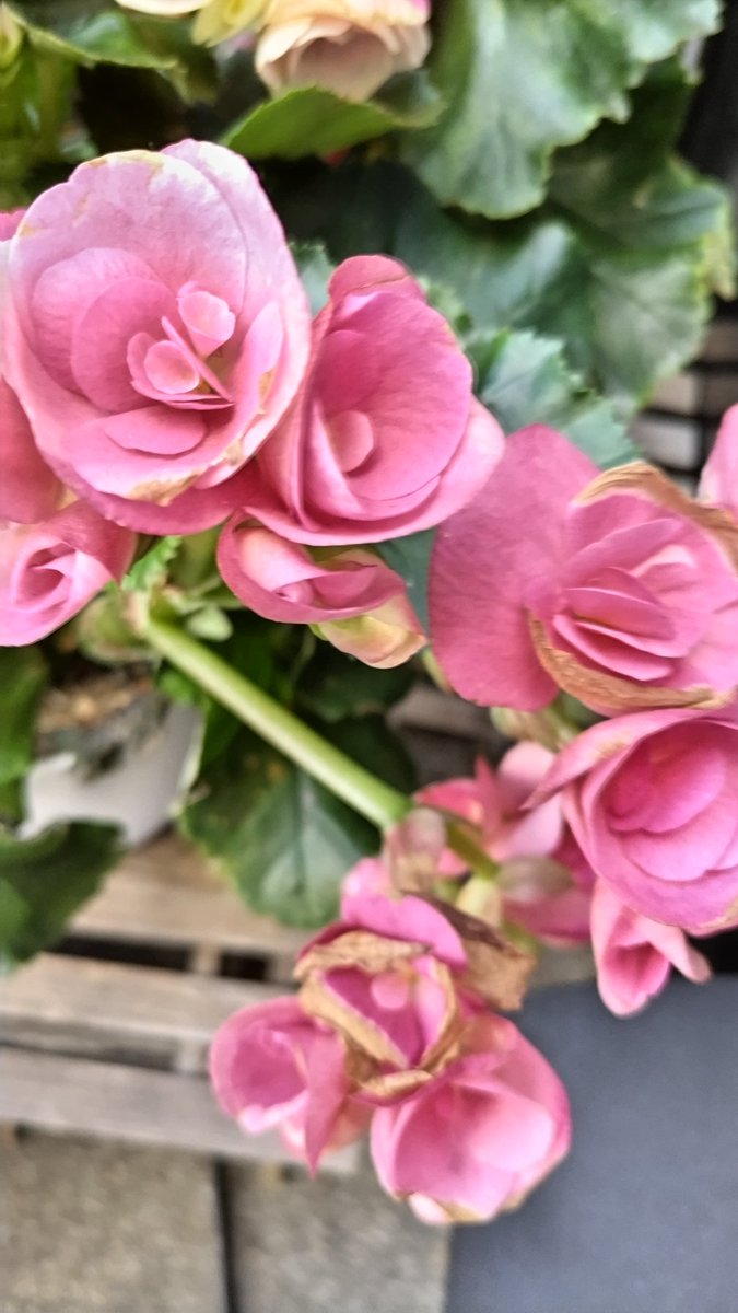 TLを花でいっぱいにしよう